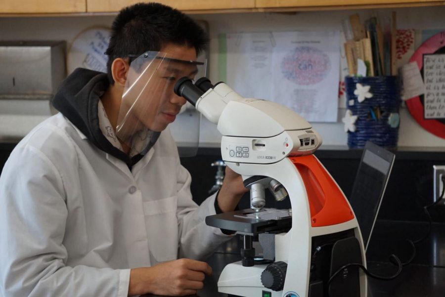 Darren Zhou (12) looks through a microscope. For his internship, he analyzed thousands of cells at UCSD's biophotonics lab, focusing on calcium cells and their biological response to being cut. 