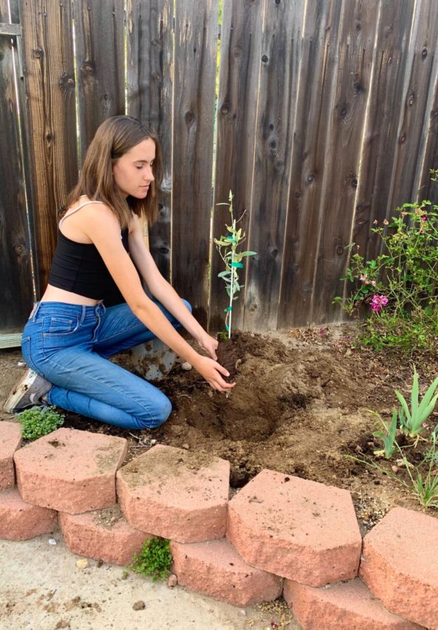 Kylie Gerber (11) plans an olive sapling in her backyard. Treeplenish's event resulted in a total 124 saplings planted.