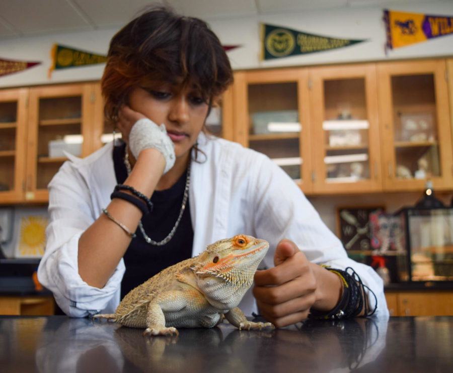 Blue Jain 11 spends quality time with Ruby, the bearded dragon, in Kelly Muenchs classroom. Jain took Ruby home over spring break. 