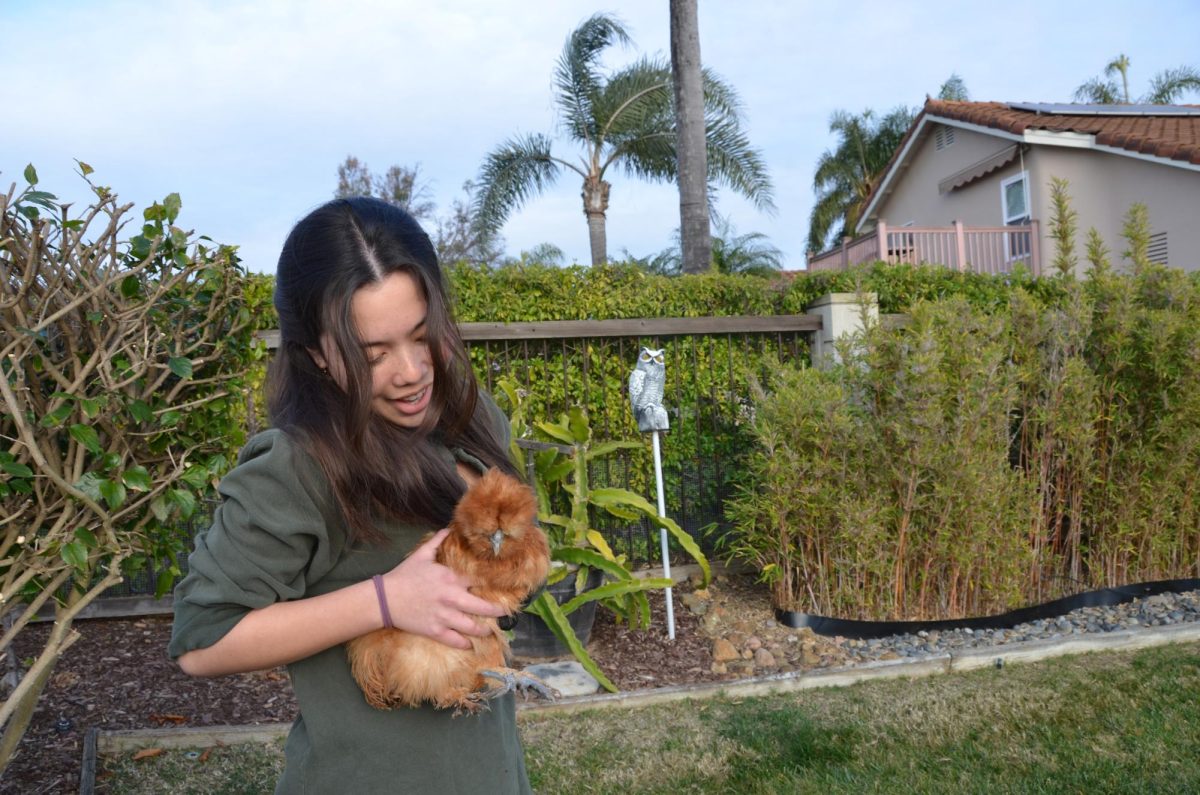 Vanessa Lee (12) holds a small silkie  chicken named Mabel, Jan. 16. Lees  family cares for chickens and recently  adopted three different breeds of chicken to raise.