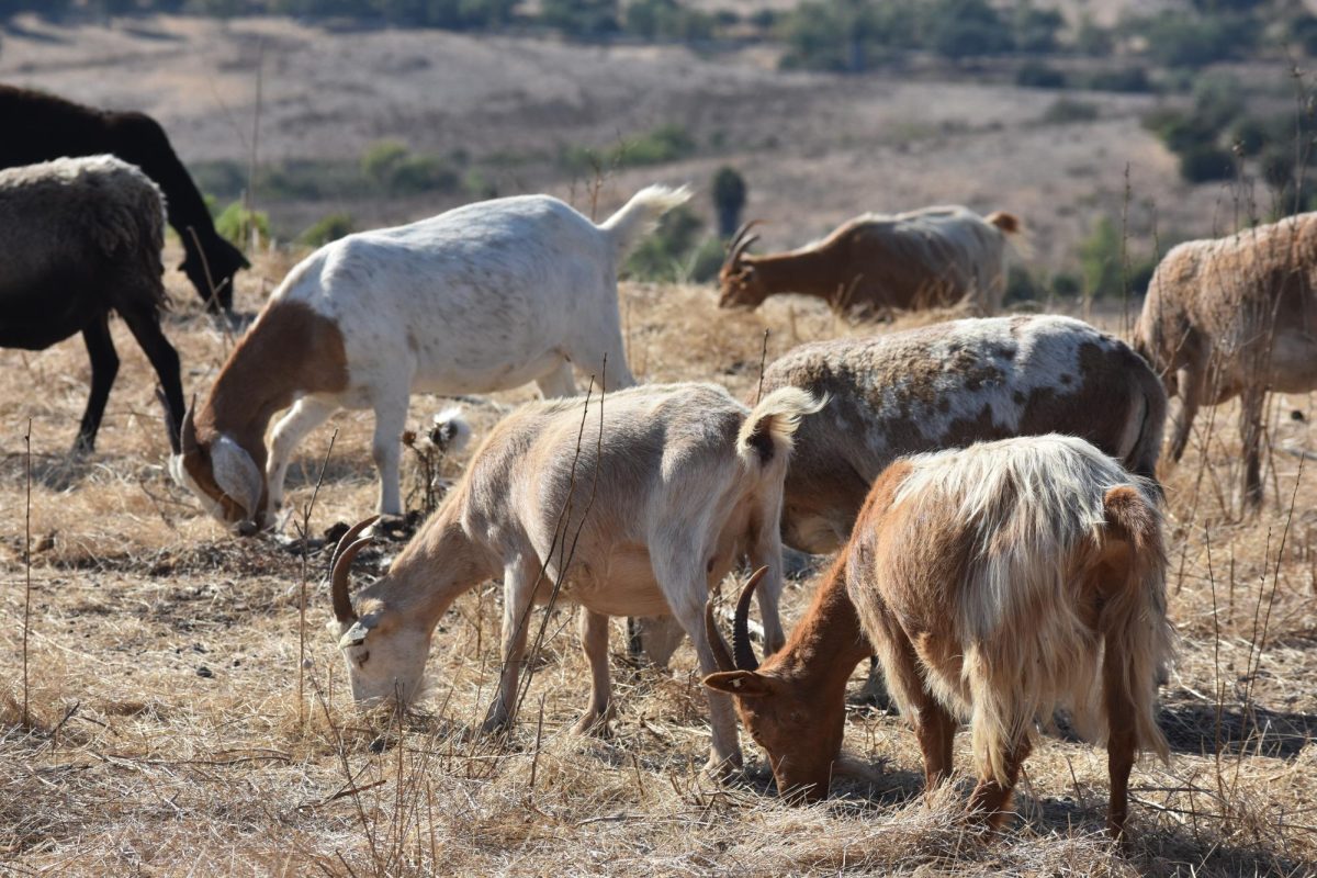 On the corner of Carmel Valley Road and Camino del Sur, over 300 goats and sheep graze on the open plot owned by PUSD, Sept. 3. The animals are owned by regenerative land management business Good Shepherds and eat dried vegetation to combat the risk of wildfire.