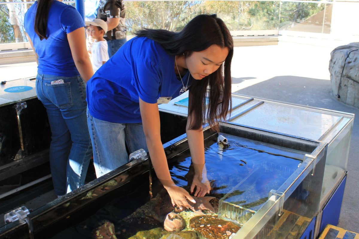 Vinas volunteers for Birch Aquarium, explores passion for marine biology